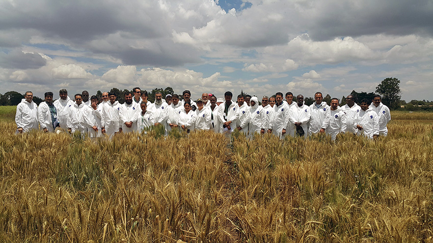 Field screening activities with participants at KALRO, Njoro. Photo: Anthony Kibet.