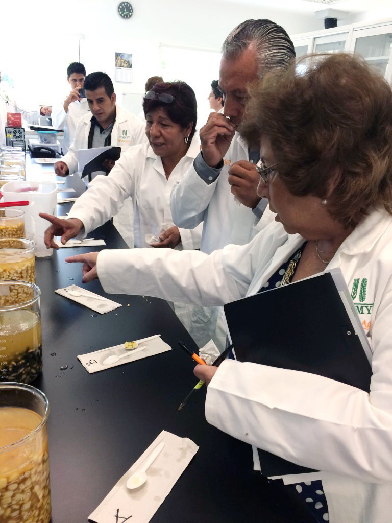 Tortilla dough industry partners evaluating nixtamalized kernels during the workshop “From empirical knowledge to technical tools.” Photo: Natalia Palacios/CIMMYT.