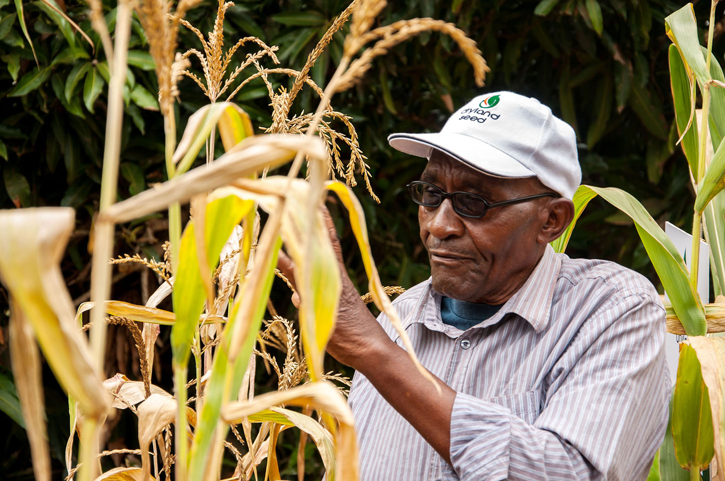 Joseph Mulei on his farm in Machakos County, Kenya, where he planted several drought tolerant hybrid maize varieties including Drought Tego and Sawa (DSL H103). Photo: Brenda Wawa/CIMMYT.