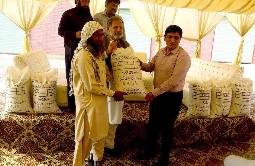 Distributing wheat seed in Faisalabad. Photo: Monsif ur Rehman/CIMMYT Pakistan