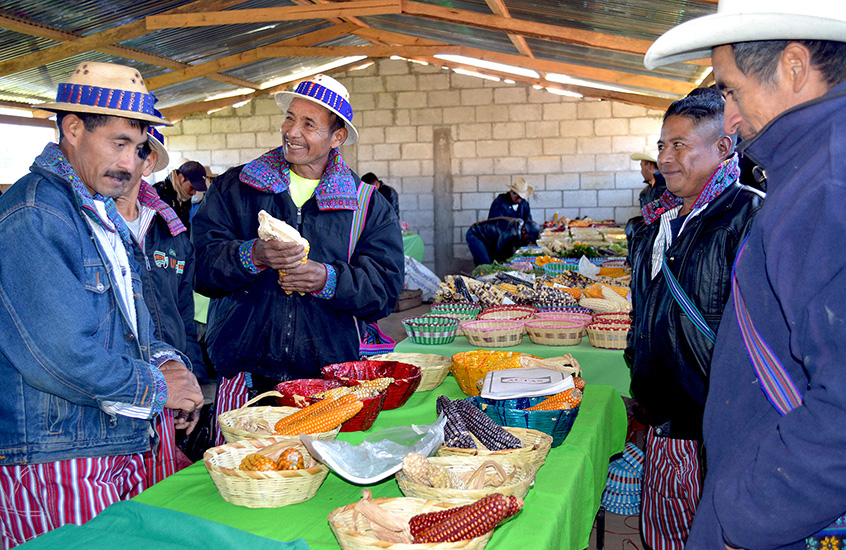 Participants are happy that the diversity of their native maize is being conserved. Photo: Rachael Cox and Nadia Rivera/Buena Milpa.