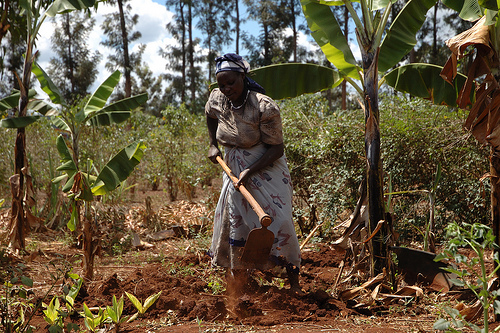 A smallholder farmer in Embu, Kenya prepares a maize plot for planting. CIMMYT/file
