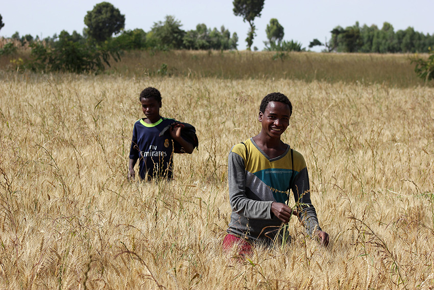 Increasing wheat and maize yields in Arsi Negele (southern Ethiopia) is not enough to guarantee a nutritious diet, but maintaining a diverse landscape appears critical. Photo: F. Baudron 