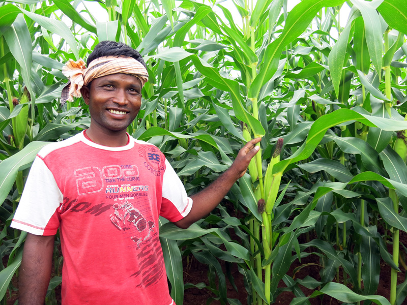 “Farmers like me do not always know the tools and technologies available to us,” explains thirty-year-old Megharaj Tudu, pictured above, who returned home to his village in Mayurbhanj after completing his Bachelor of Arts degree to help his ageing parents on the farm. After learning about seed drill sowing, he proudly presents his healthy looking crop spread over 12 acres of land. “I was fortunate to get this opportunity, which enabled me to sow all my maize in just one day,” said Tudu. Photo: Ashwamegh Banerjee/CIMMYT