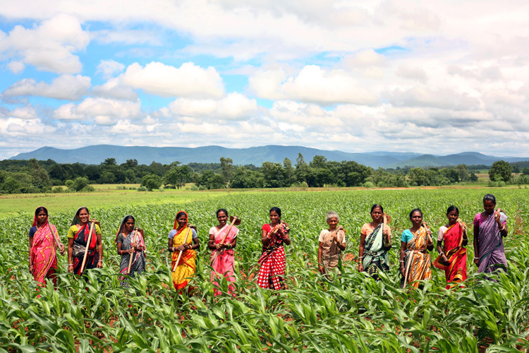 Women farmers in the plateau region of Odisha play an integral role in increasing maize productivity. Photo: Srikanth Kolari/CIMMYT