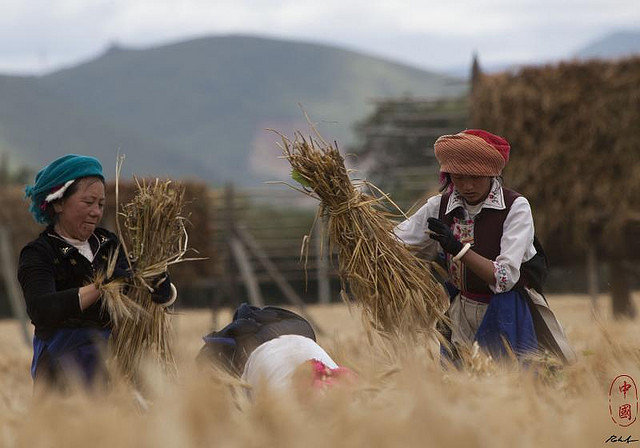 Wheat harvest in Songzanlinsi, Yunnan, China. Photo: R. Saltori
