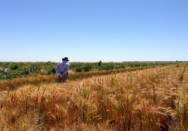 International scientists attending a meeting in Ciudad Obregon, Mexico, plotted out how current and potential research projects around the world could boost wheat yields to meet population and climate pressures. CIMMYT/Julie Mollins