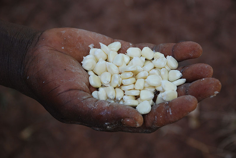 Improved Maize for African Soils » CIMMYT. International Maize and Wheat Improvement Center