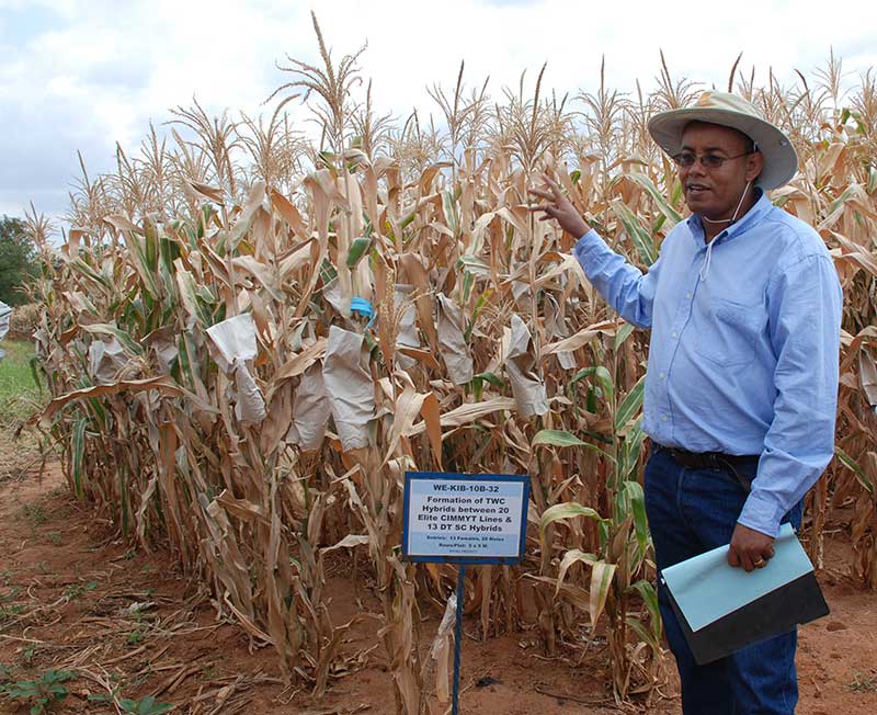 Water Efficient Maize for Africa » CIMMYT. International Maize and