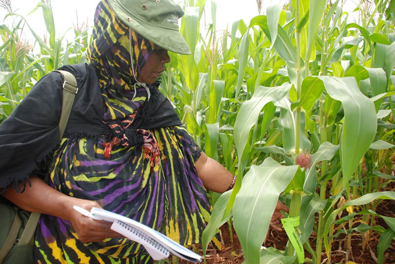 Improved Maize for African Soils » CIMMYT. International Maize and