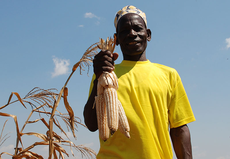 Drought Tolerant Maize for Africa Seed Scaling » CIMMYT. International