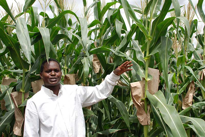 Water Efficient Maize for Africa » CIMMYT. International Maize and