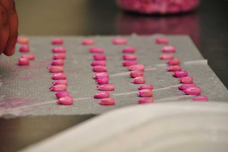 Seeds of Discovery » CIMMYT. International Maize and Wheat Improvement