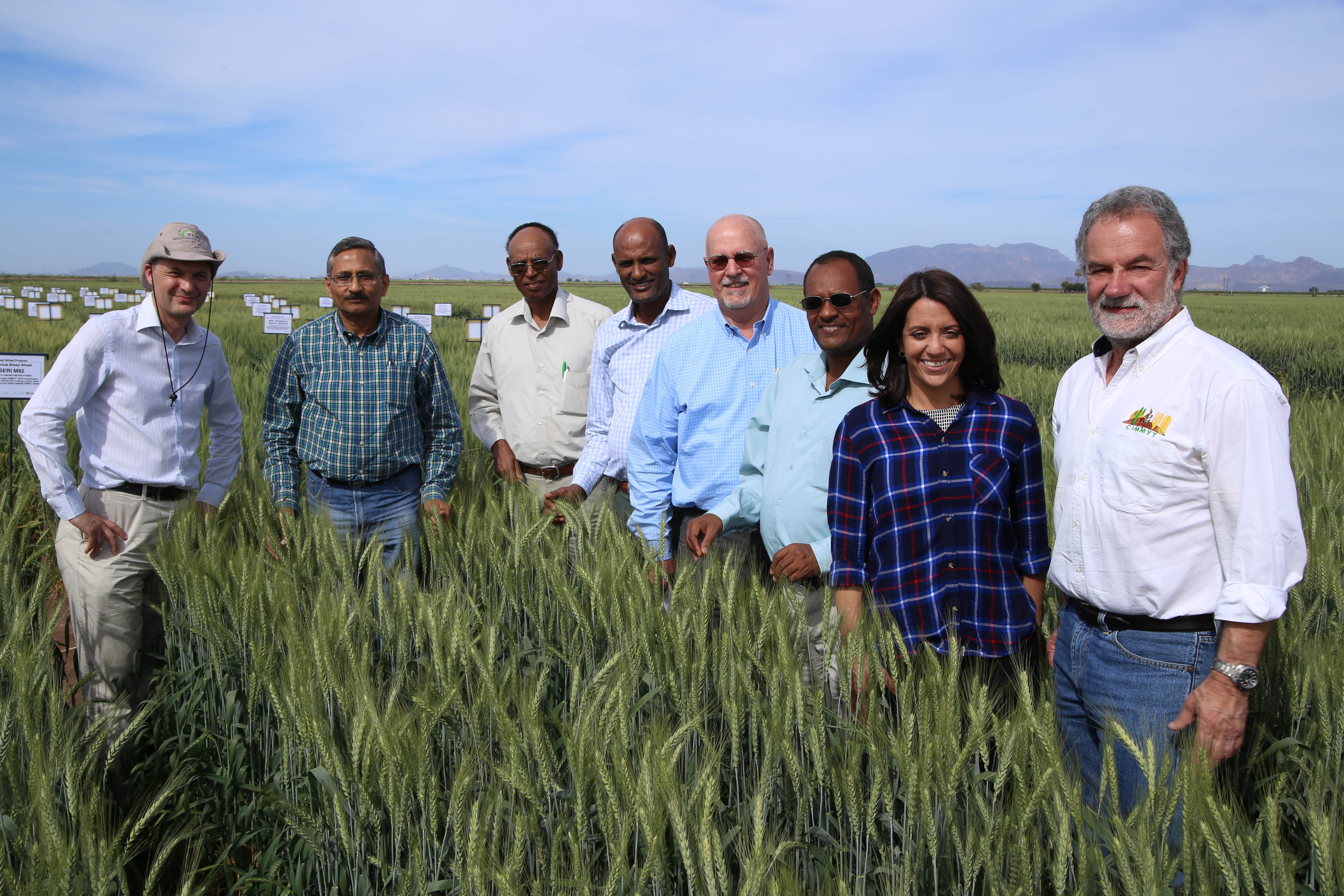DGGW team: The new Cornell project — Delivering Genetic Gain in Wheat (DGGW) — is a partnership that includes (among others) (l-r) Dave Hodson and Ravi Singh of CIMMYT, Bedada Girma of the Ethiopian Institute for Agricultural Research (EIAR), Bekele Abeyo of CIMMYT, Ronnie Coffman of Cornell, Fentahun Mengistu of EIAR, Maricelis Acevedo, new director for science of the DGGW at Cornell, and Hans Braun, of CIMMYT. CORNELL/C.Knight