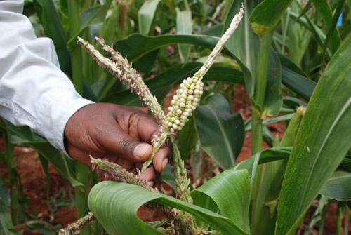 Maize-affected-by-drought_A-WangalachiW