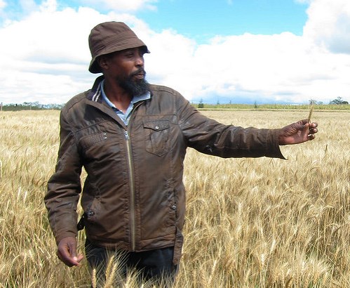 Simon N'gang'a, a wheat farmer in Kenya's Njoro region, about 200 kilometers (124 miles) northwest of the country's capital Nairobi. N'gang'a's crop was lost to a sister strain of Ug99 stem rust disease in 2014. CIMMYT/Julie Mollins