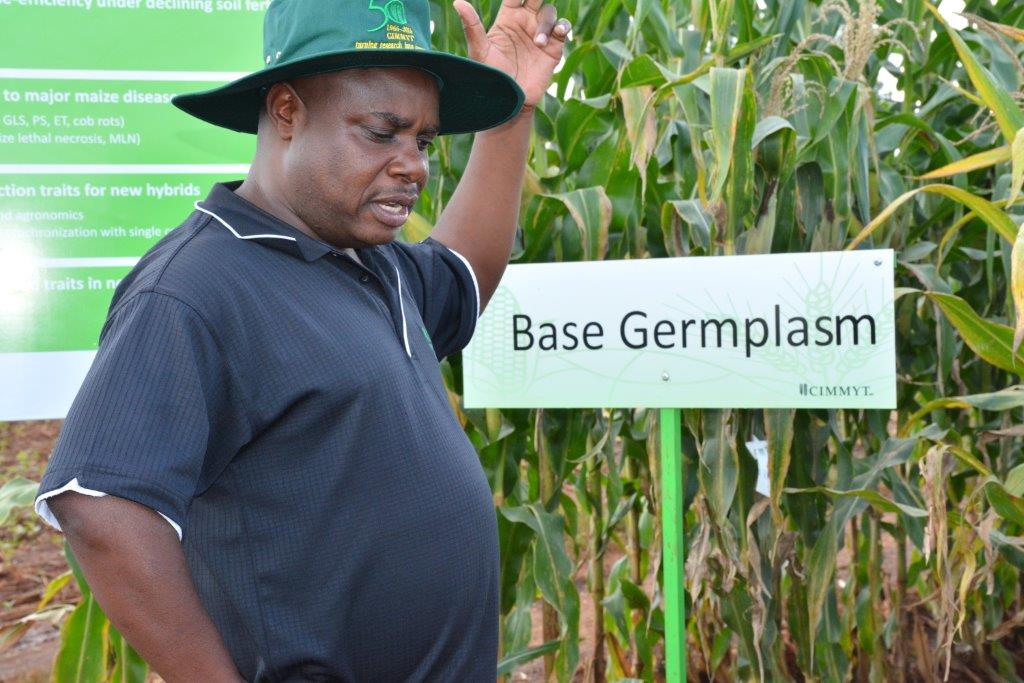 CIMMYT-Southern Africa maize breeder Cosmos Magorokosho, showcasing CIMMYT's work as part of CIMMYT50 commemorations. Photo: Johnson Siamachira/CIMMYT.