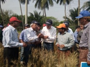 PK Malaker, BARI senior wheat pathologist (2nd from the left) and other BARI scientists showing blast affected wheat to Kropff in Jessore district. Malaker is the scientist who first identified the emergence of wheat blast in Bangladesh. Photo: CIMMYT-Bangladesh