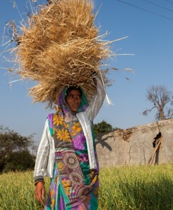 Photo credit: CIMMYT/Julia Cumes