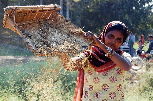 Climate change is likely to have a huge impact on cereal farmers in India. Photo: Emma Quilligan/CIMMYT