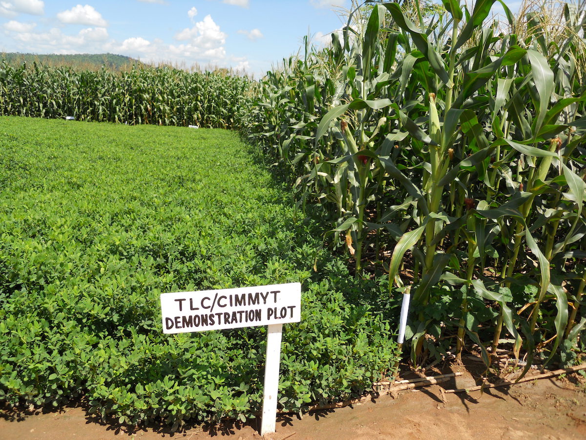 Groundnuts in rotation with maize under conservation agriculture can provide food and nutrition despite climate variability in Malawi. Photo: Christian Thierfelder