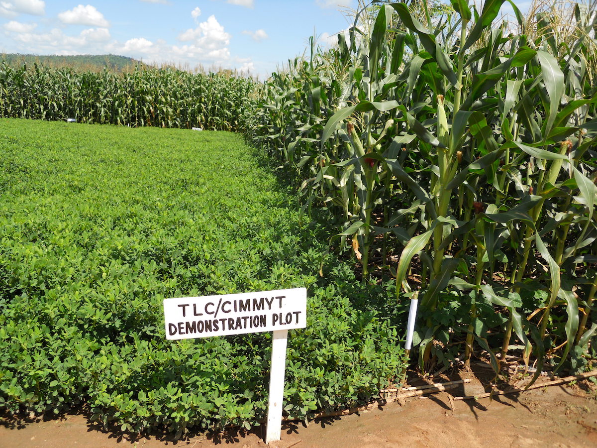 Groundnuts in rotation with maize under conservation agriculture can provide food and nutrition despite climate variability in Malawi. Photo:  Christian Thierfelder