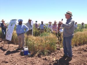 Scientist Sukhwinder Singh (L) hosts a discussion in the wheat fields at the CIMMYT research station in Obregon, Mexico. CIMMYT/Julie Mollins