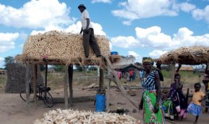 Traditional maize storage in Tete province in Mozambique, April 27, 2015. CIMMYT/Tsedeke Abate