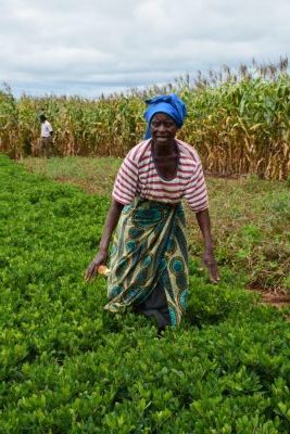 Malawian smallholder farmer Dyless Kasawala, of Kasungu District, demonstrating her maize-legume rotations technologies. Through SIMLESA, she has managed to attain household food security in an area plagued by frequent droughts. Photo: Johnson Siamachira/CIMMYT.