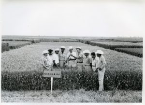 Norman Borlaug (fourth right) in the field showing a plot of Sonora-64, one of the semi-dwarf, high-yield, disease-resistant varieties that was key to the Green Revolution, to a group of young international trainees, at what is now CIMMYT's CENEB station (Campo Experimental Norman E. Borlaug, or The Norman E. Borlaug Experiment Station), near Ciudad Obregón, Sonora, northern Mexico. Photo: CIMMYT.