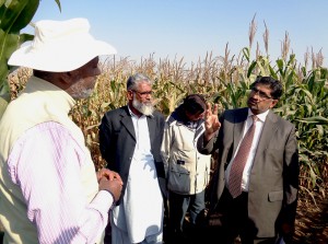 While visiting AIP maize trials, Dr. Muhammad Azeem Khan, NARC Director General, discusses NARC’s seed road map. Photo: Salman Saleem/CIMMYT.