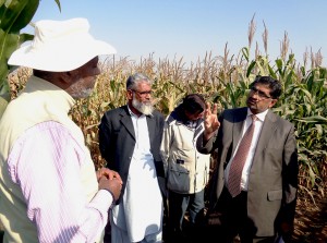 While visiting AIP maize trials, Dr. Muhammad Azeem Khan, NARC Director General, discusses NARCās seed road map. Photo: Salman Saleem/CIMMYT.