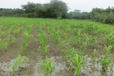 Maize-flood_w