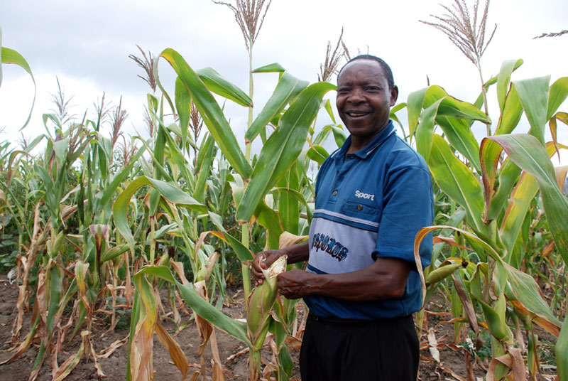 “The rain is very little here, but even with a little rain, this seed does well,” says a smallholder farmer Philip Ngolania, in south-central Kenya, referring to a drought-tolerant maize variety he planted during the 2015 crop season. “Without this seed, I would have nothing. Nothing, like my neighbours who did not use the variety." Photo: Johnson Siamachira/CIMMYT