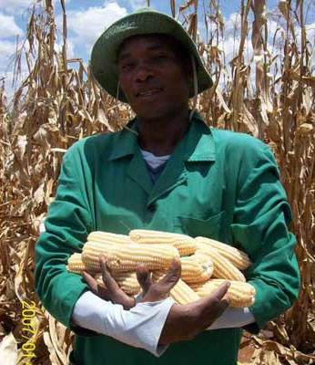 A Kenyan man holds a harvest of a genetically engineered (GE) maize at the Kari research station in Kiboko, Makueni County. Photo: Nation Media Group Kenya