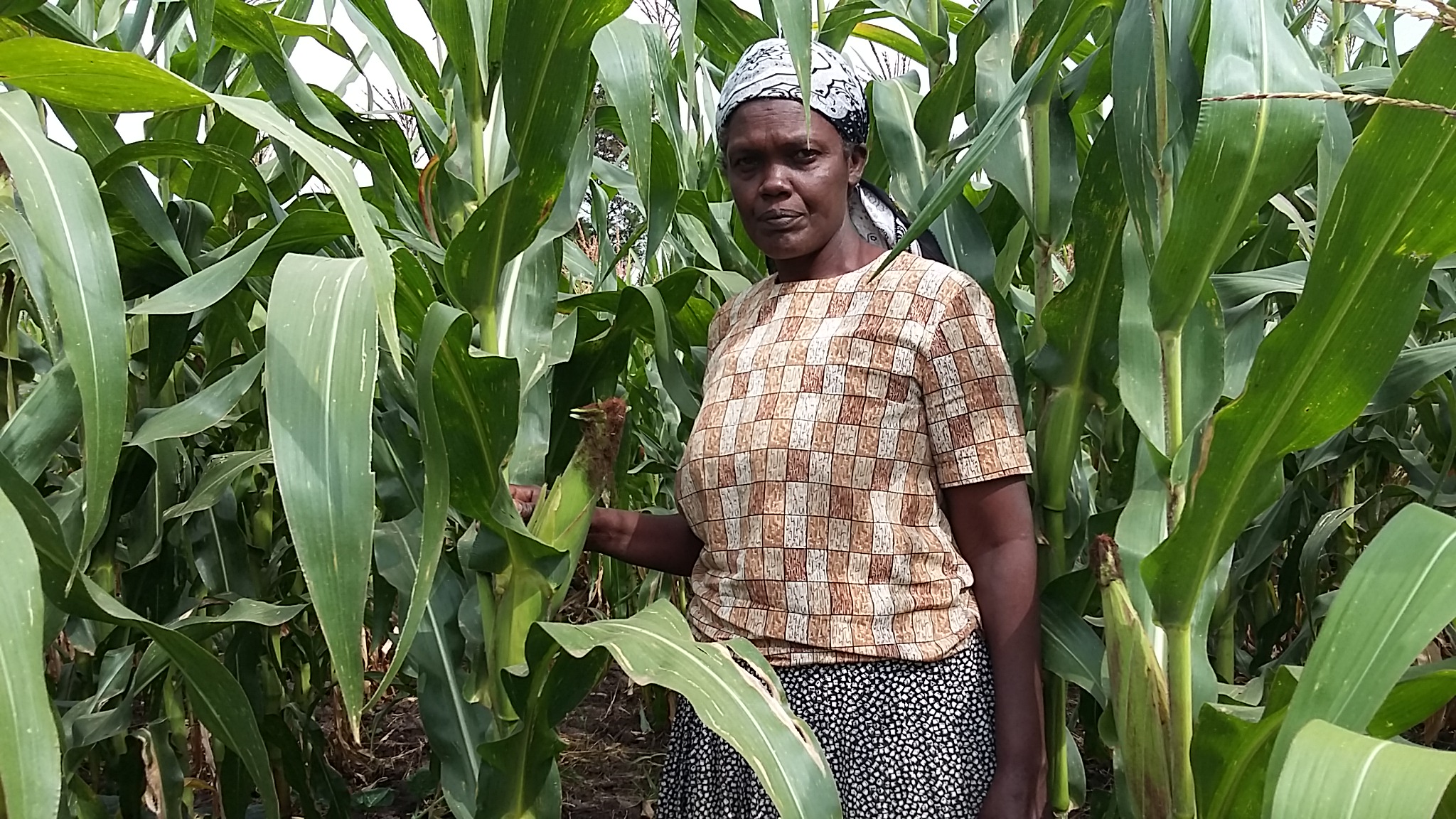 Kenyan farmers to realize full yield potential and harvest better quality maize from Bt maize.  Photograher: CIMMYT/B.Wawa