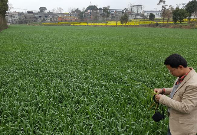 Chaosu inspects an immature ZT wheat field affected by frost. This crop will be followed by ZT mechanically transplanted rice into the standing residue in late May. Previously, rice was manually transplanted by women following conventional inversion tillage. This new planting scheme tested by CIMMYT in north western China will save 1-2 weeks and considerable input costs for the new ZT farmers in south west China. Photo: Jack McHugh/ CIMMYT