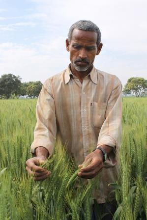 Farmer Ram Shubagh Chaudhary in his wheat fields, in the village of Pokhar Binda, Maharajganj district, Uttar Pradesh, India. He alternates wheat and rice, and has achieved a bumper wheat crop by retaining crop residues and employing zero tillage. Photo: Petr Kosina / CIMMYT
