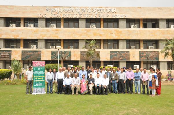 Afghan and Indian researchers are collaborating to combat the wheat rust disease Karnal bunt. Photo: CIMMYT