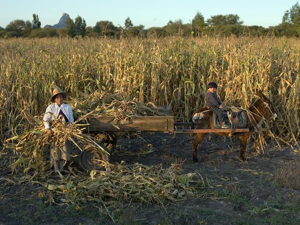 Scientists agree maize originated in Mexico thousands of years ago. CIMMYT/ Peter Lowe