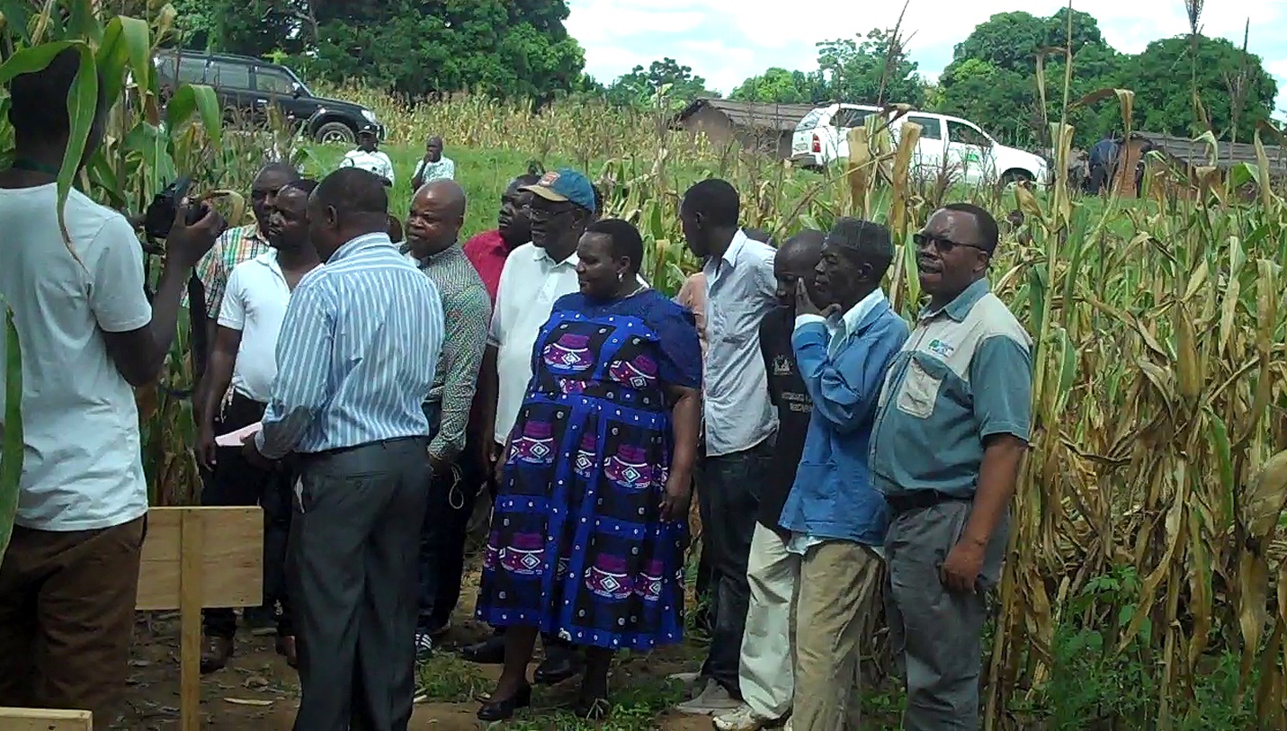 Members of the Malawi Parliamentary Committee on Agriculture and Food Security with smallholder farmers and extension workers admiring some of the drought tolerant maize varieties in Mangochi. CIMMYT/ Willie Kalumula