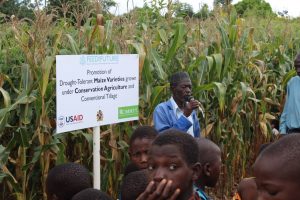 Hannas Matola, field demonstration host farmer in Mangochi explaining some important attributes of drought tolerant maize varieties compared to the local varieties. CIMMYT/ Willie Kalumula