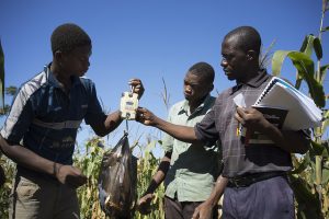 Investment in speeding up the adaptation maize breeding and seed systems to climate change is needed, report finds. Photo: Peter Lowe/ CIMMYT