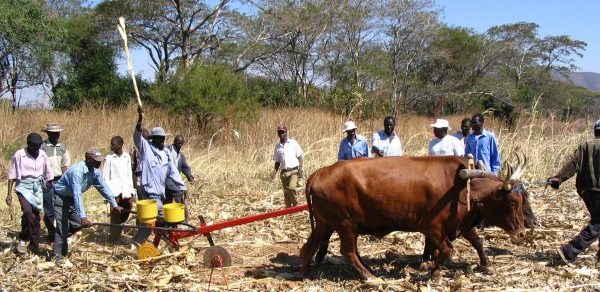 Farmers in Shamva District, Zimbabwe, are introduced to an animal traction direct seeder which allows seeding and fertilizing directly into crop residues with minimum soil disturbance. Labor-saving sowing systems are a key benefit for labor-constrained farmers and provide an entry point for CA adoption and outscaling. Photo: Thierfelder/CIMMYT