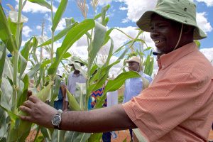 CIMMYT breeder Jumbo Bright evaluates a maize ear at the Kiboko Research Station in Kenya. CIMMYT applies modern breeding technologies to develop improved varieties that are tolerant and/or resistant to various stresses. Photo: B. Wawa/CIMMYT