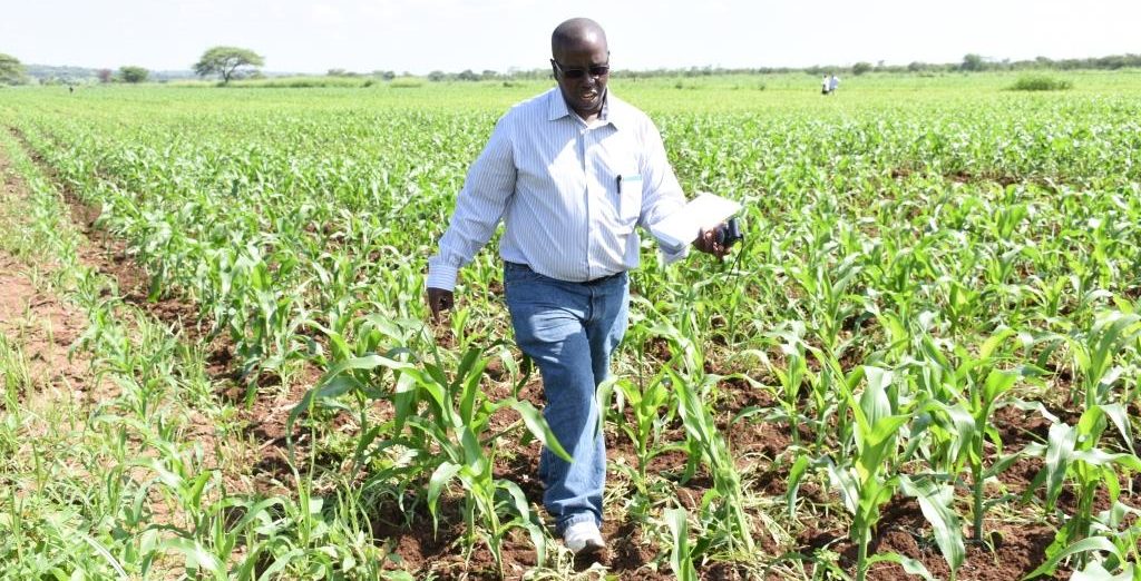 CIMMYT maize seed system specialist James Gethi inspects a maize field in Nzega, Tanzania. Photo: Kelah Kaimenyi/CIMMYT.