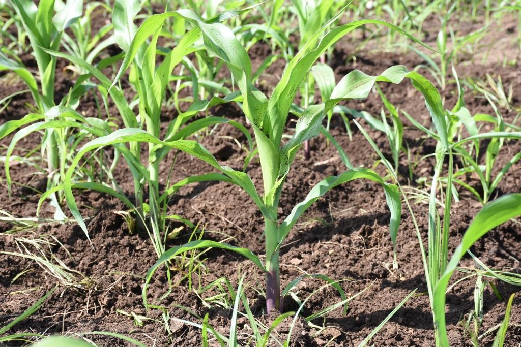 The next big challenge for DTMASS is to increase adoption of drought-tolerant maize, which will strengthen seed systems in Africa. Photo: Kelah Kaimenyi/CIMMYT.