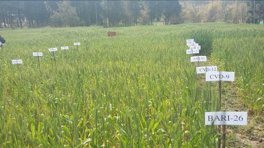 Advanced wheat lines from Bangladesh are evaluated for rust resistance in Bhutan. Photo: Sangay Tshewang/RNRRD
