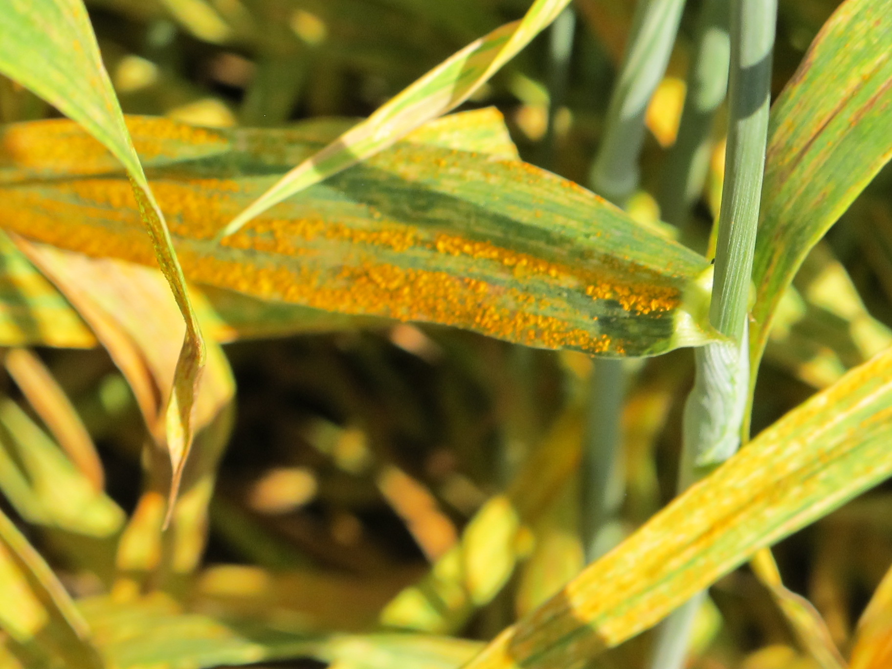 Yellow rust of wheat. Photo: Arun Joshi/CIMMYT