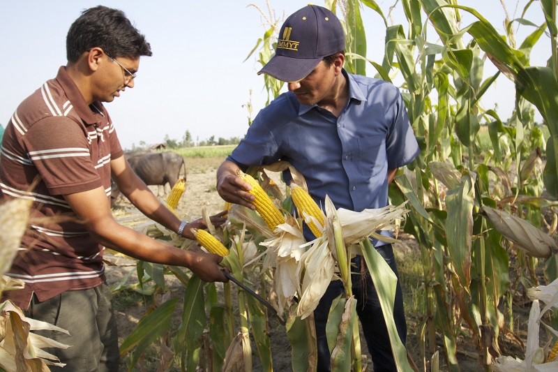 CIMMYT is collaborating with national partners in Nepal to support the expansion of registered hybrid maize and to help increase the crop’s productivity throughout the country. Photo: Ashok Rai/CIMMYT